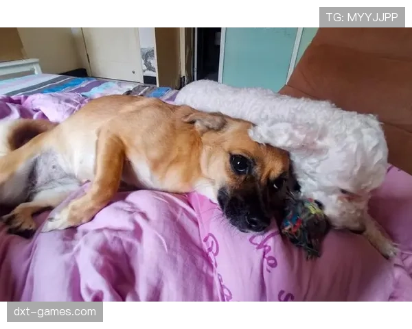 王燊超家的狗吃的比我家孩子还讲究